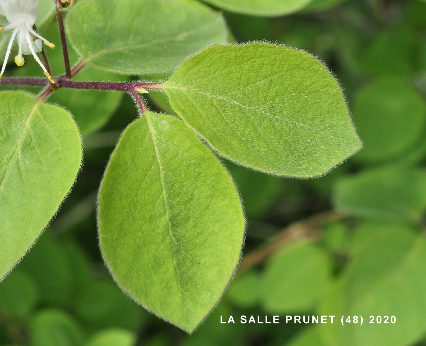 Honeysuckle, Fly leaf